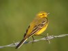 Yellow Wagtail at Fleet Head (Steve Arlow) (47681 bytes)